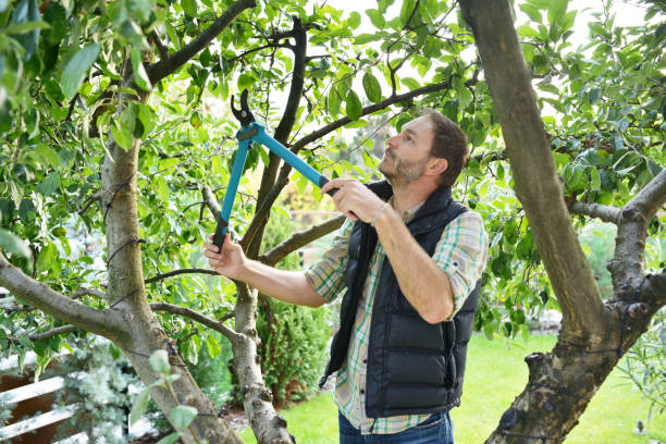 Trusted White Marsh, MD Tree Removal Experts